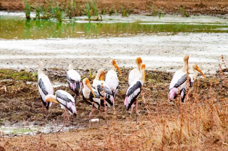 yala-national-park-wildlife-safari-from-mirissa