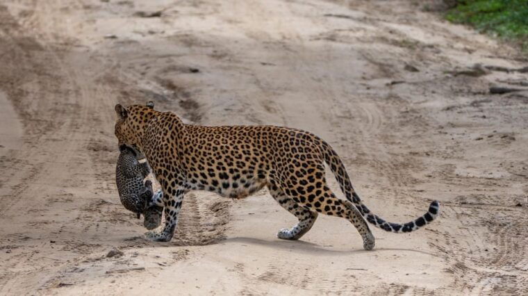 yala-national-parkfull-day-safari-4-00am-6-00pm
