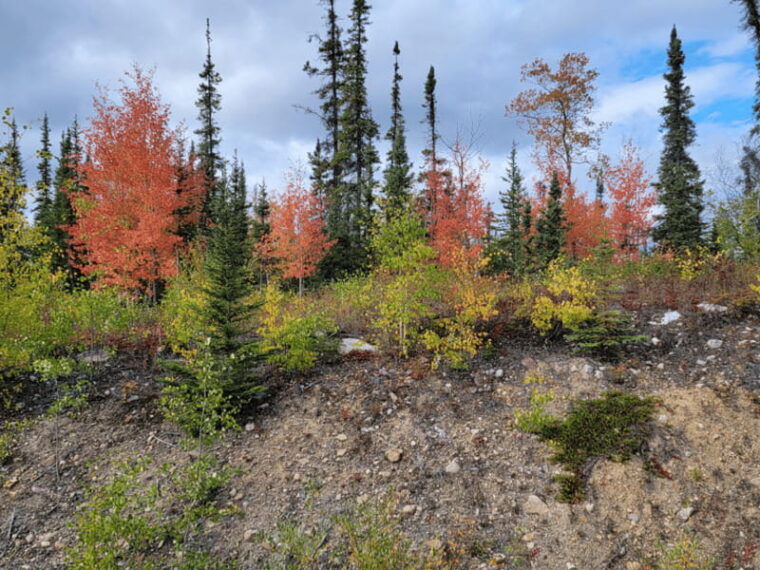 yellowknife-bison-highway-road-tour