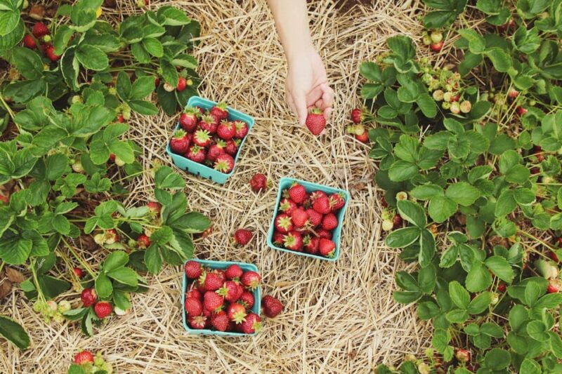 a-day-as-a-farmer-experience