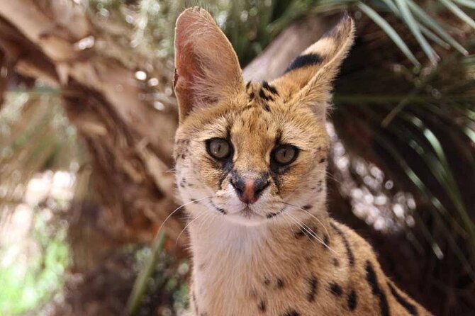 African Cat Experience at Werribee Open Range Zoo - excl. entry - Introducing the African Cat Experience at Werribee Open Range Zoo