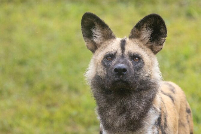 African Wild Dog Experience at Werribee Open Range Zoo - An In-Depth Look at the African Wild Dog Experience at Werribee Open Range Zoo