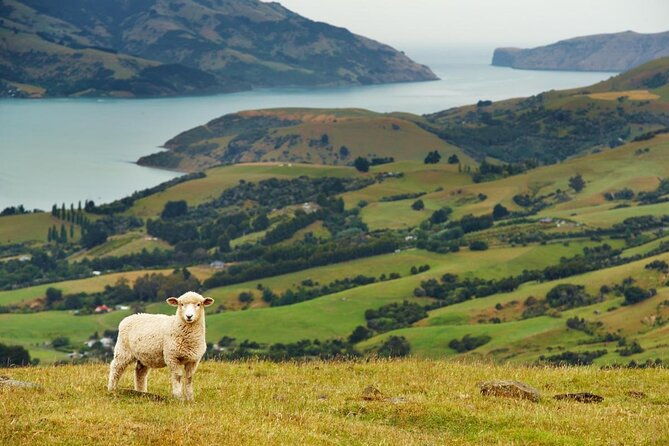 Akaroa Shore Excursion: Banks Peninsula, Christchurch City Tour and Willowbank Wildlife Reserve - Key Points