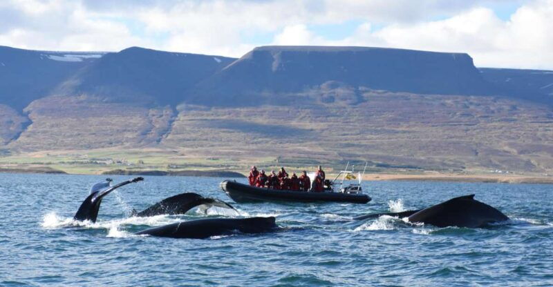 akureyri-2-hour-whale-watching-express-by-rib-speedboat