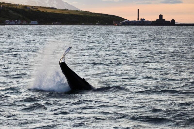 akureyri-whale-watching-in-the-midnight-sun