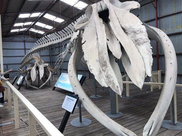 Albany's Whale Story - Key Points