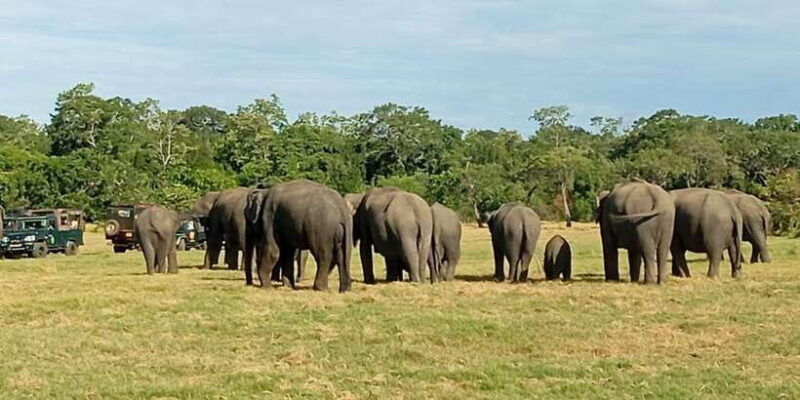 all-inclusive-minneriya-national-park-safari-with-hotel-pick
