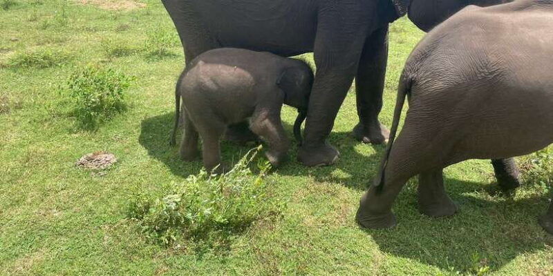 all-inclussive-udawalawa-national-park-safari-from-colombo