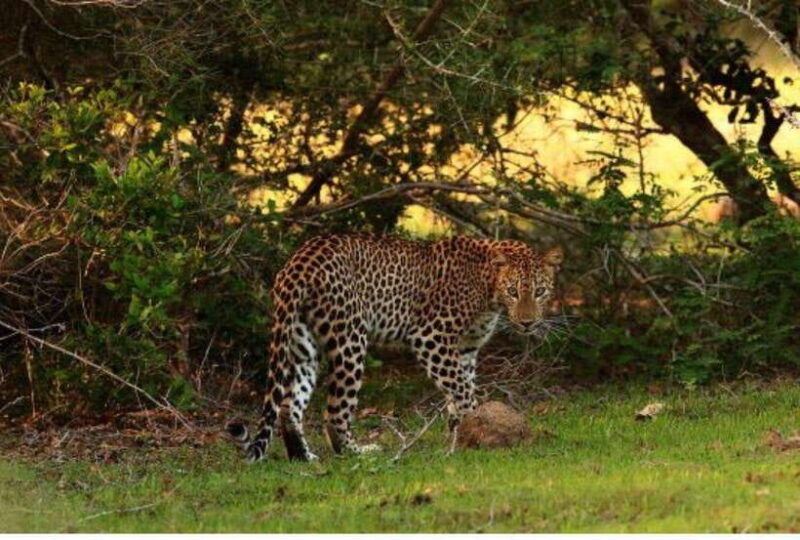 anuradhapura-morning-or-evening-safari-at-wilpattu-private