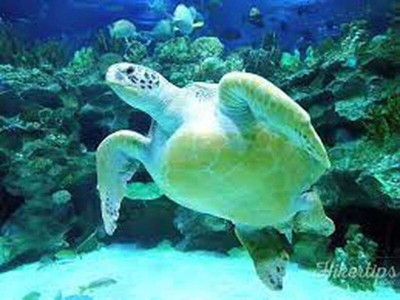 aquarium-klcc-kl-tower-trx-and-pnb-118-tour