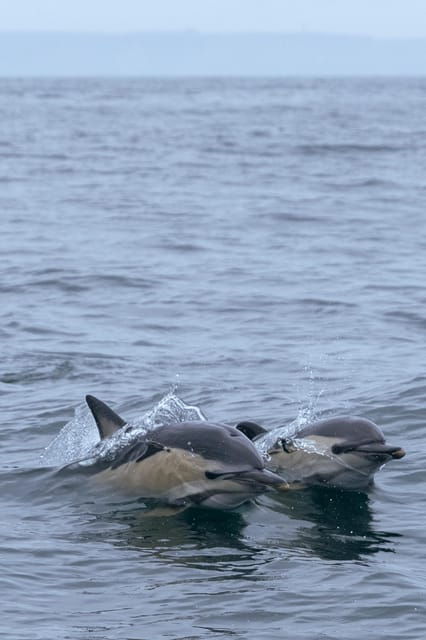 arrabida-sesimbra-dolphin-watching