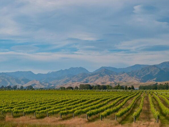 Auckland City Tour & Kumeu Wine Country Includes Wine Tastings & Lunch - A Perfect Blend of Urban and Rural