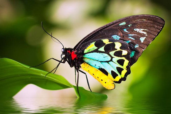 Australian Butterfly Sanctuary - Australian Butterfly Sanctuary: A Colorful Encounter in Kuranda