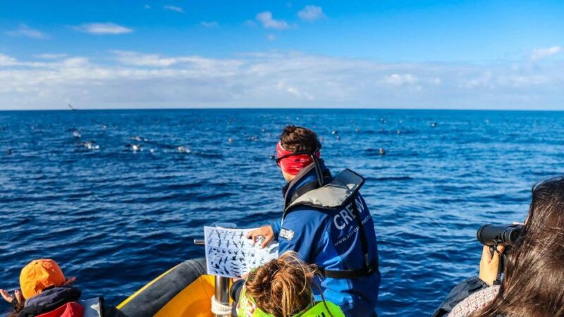 azores-marine-birdwatching-expedition-5