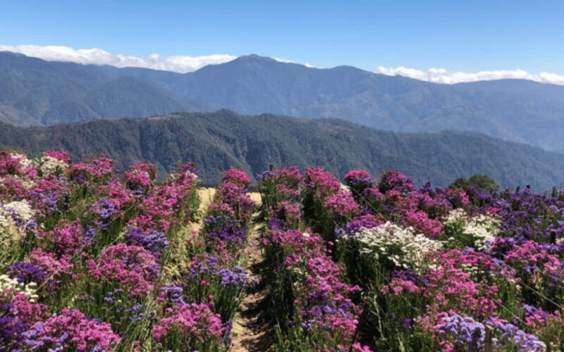 baguio-atok-flower-blossoms-private-tour