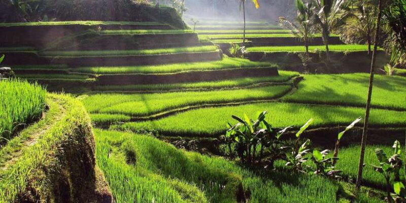 bali-3-waterfalls-and-tegalalang-rice-terrace-private-tour