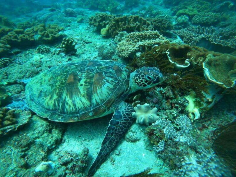 bali-blue-lagoon-and-tanjung-jepun-snorkeling-tour