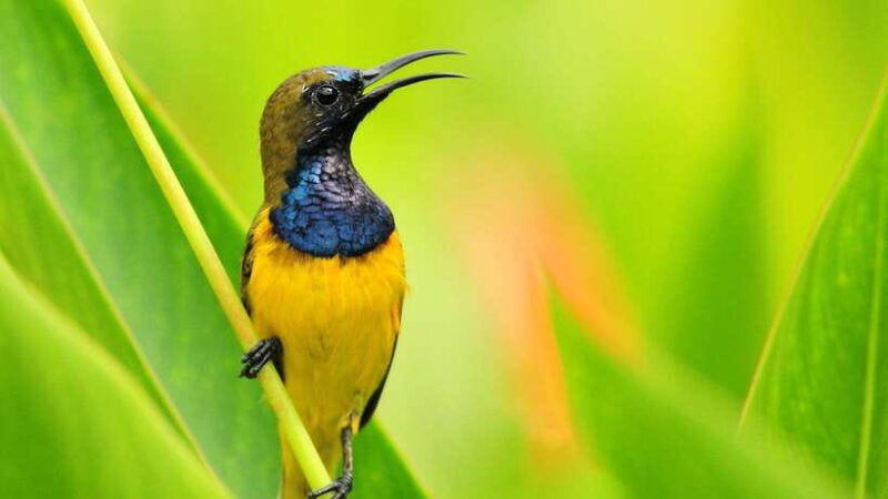 bali-countryside-bird-watching-tour-with-hotel-transfer