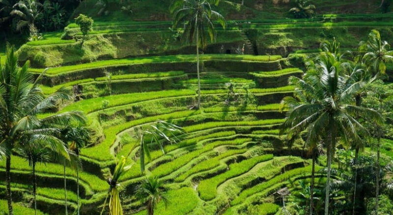 bali-customised-ubud-tour-with-profesional-tour-guide