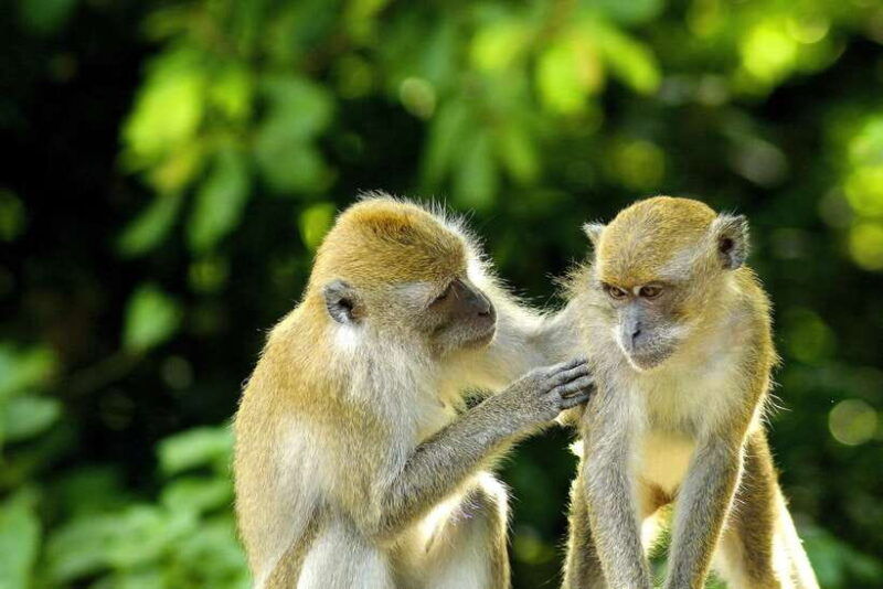 bali-full-day-ubud-highlight-tanah-lot-temple-sunset-tour