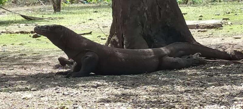 bali-komodo-island-guided-day-trip-with-lunch-and-snacks