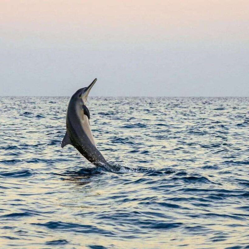 bali-lovina-dolphin-tour-watching-sunrise
