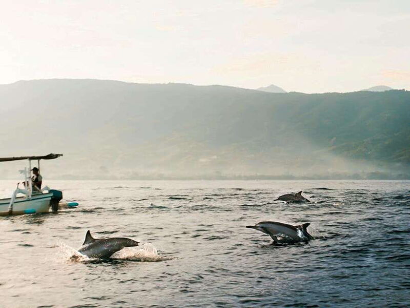 bali-lovina-dolphin-watching-and-snorkeling-tour
