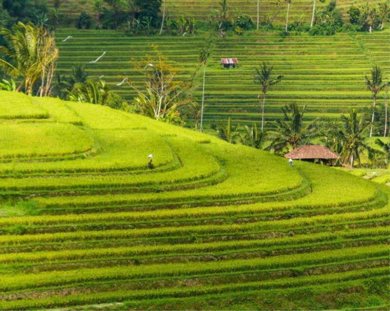 bali-north-bali-tour-with-jatiluwih-ulun-danu-waterfall