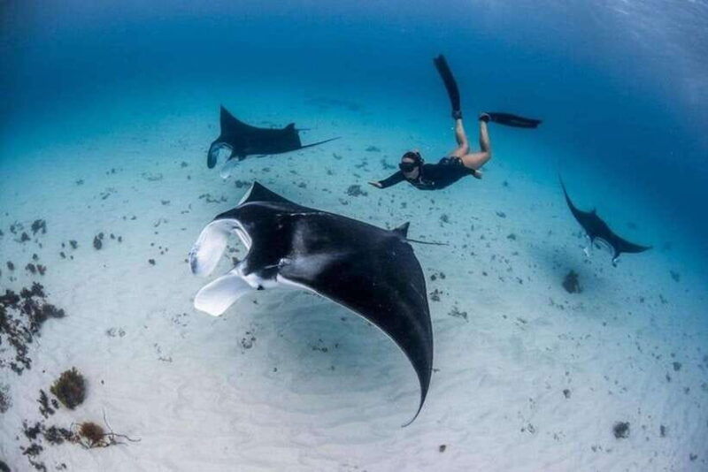 bali-private-snorkeling-at-manta-point-nusa-penida