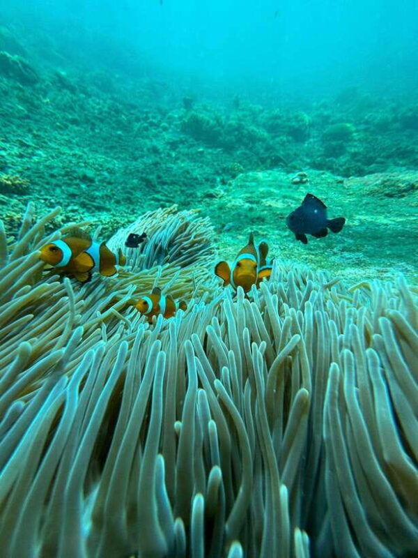 bali-snorkeling-blue-lagoon-and-tanjung-jepun-bali