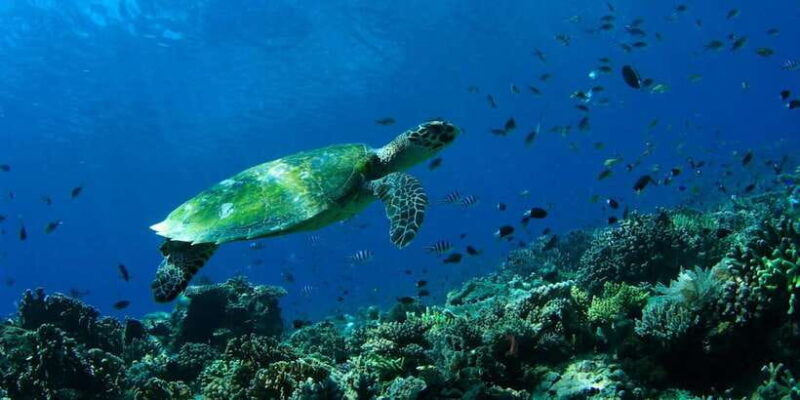 bali-tulamben-usat-liberty-wreck-scuba-diving