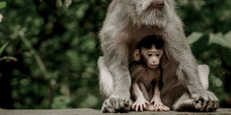 bali-ubud-monkey-forest-private-tour-luxury-car