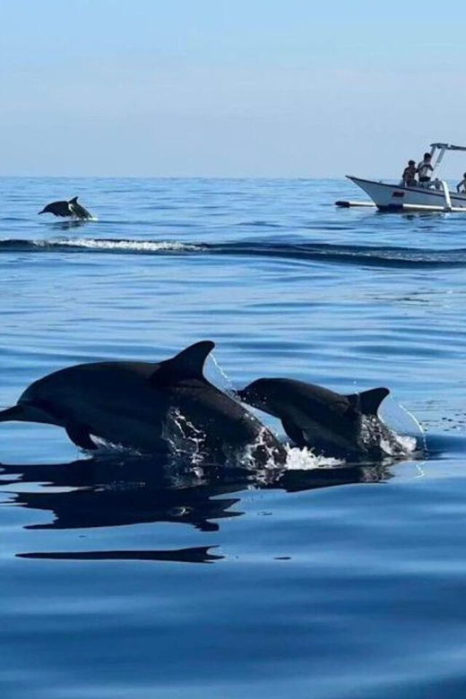 bali-watching-dolphin-swimming-snorkeling-tour