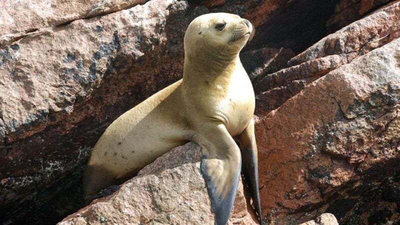 ballestas-islands-paracas-national-reserve-from-paracas