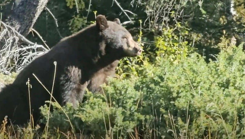 banff-evening-wildlife-safari-guided-tour