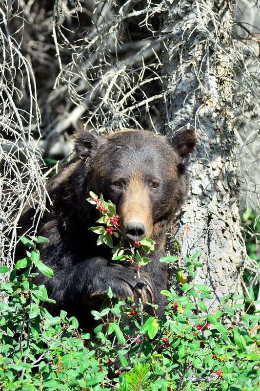 banff-guided-nature-walk-with-bear-country-safety-tips