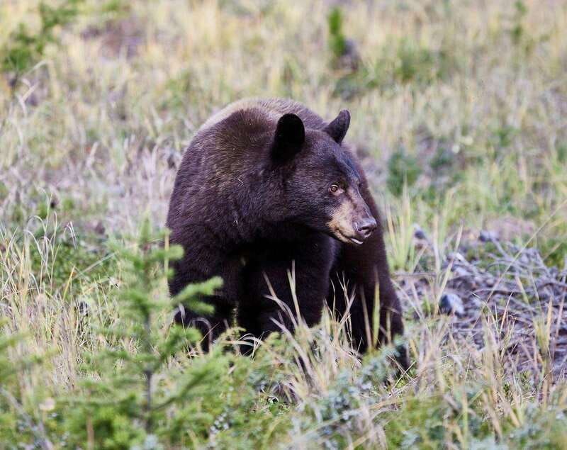banff-private-guided-nature-walk-transportation-2-5h