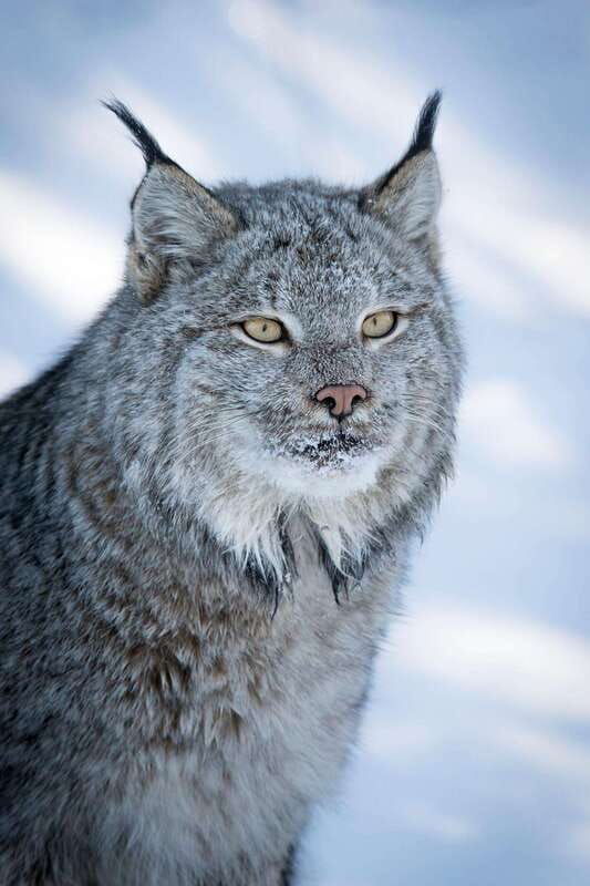 banff-winter-wilderness-walk-with-wildlife-tracking-2hrs