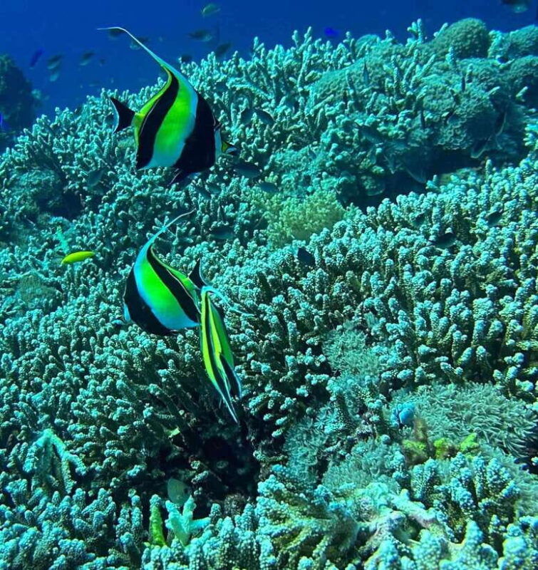 bantayan-island-intro-freediving-experience