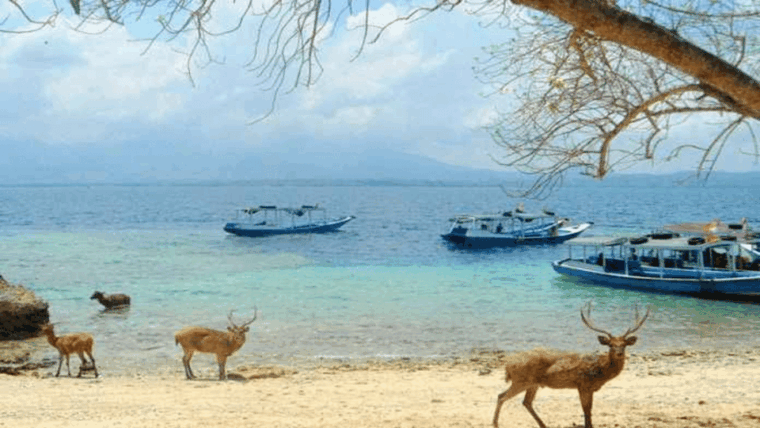 banyuwangi-1-day-tour-snorkeling-explore-menjangan-island