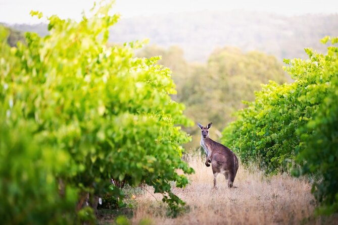 Barossa Small Group Wine Tours with Wine Tasting and Lunch - Key Points