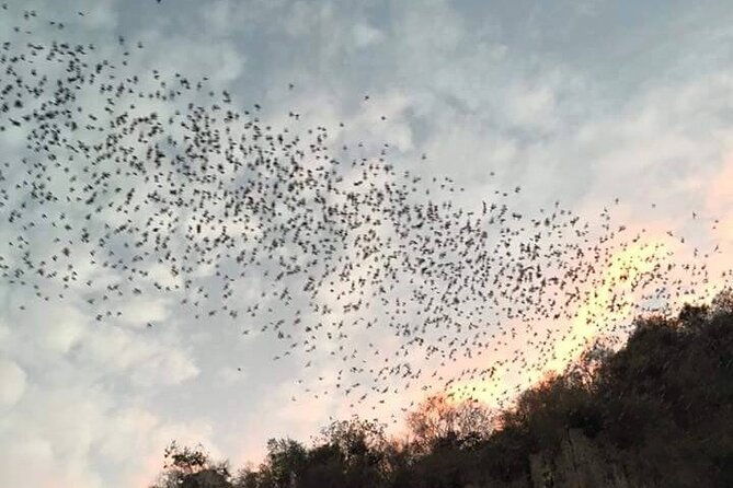 Battambang Private afternoon tour bamboo train bat cave & village - What You Can Expect from the Battambang Private Tour