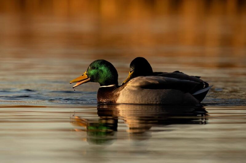 beginners-wildlife-photography-workshop