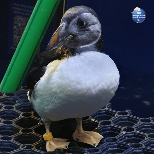 beluga-whale-sanctuary-admissions