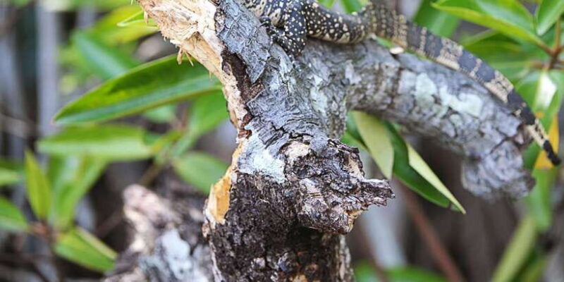 bentota-beach-river-mangroves-lagoon-wildlife-tour