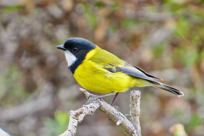 Birds of Yarnbala - Key Points