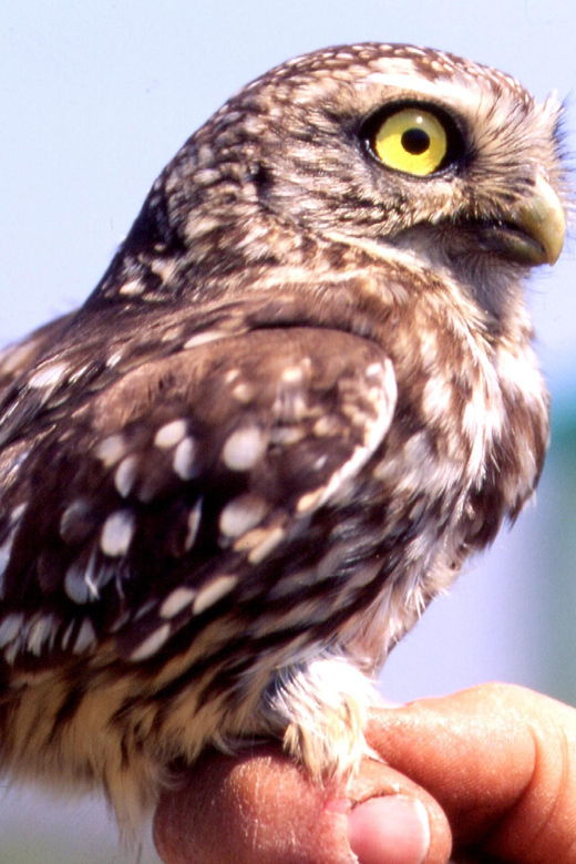 birdwatching-in-aostas-valley