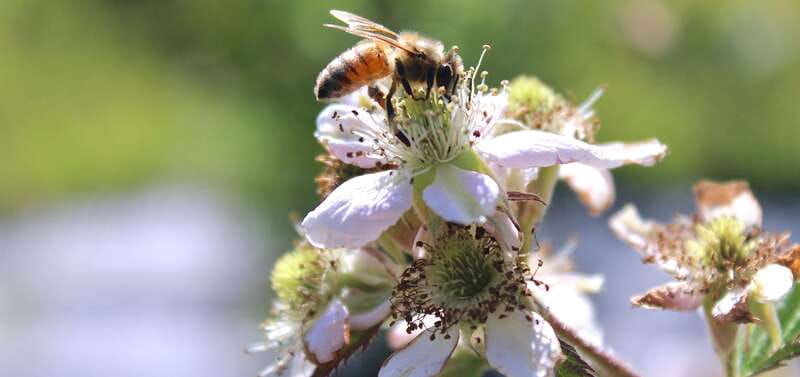 blossoms-bites-springtime-meadery-luncheon-for-two-kelowna