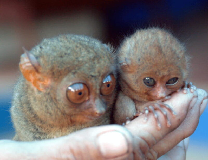 bohol-choco-tour-tarsiers-with-lunch