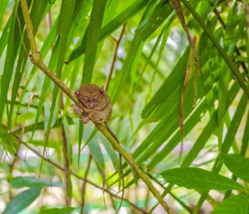 bohol-countryside-private-tour-from-cebu-city